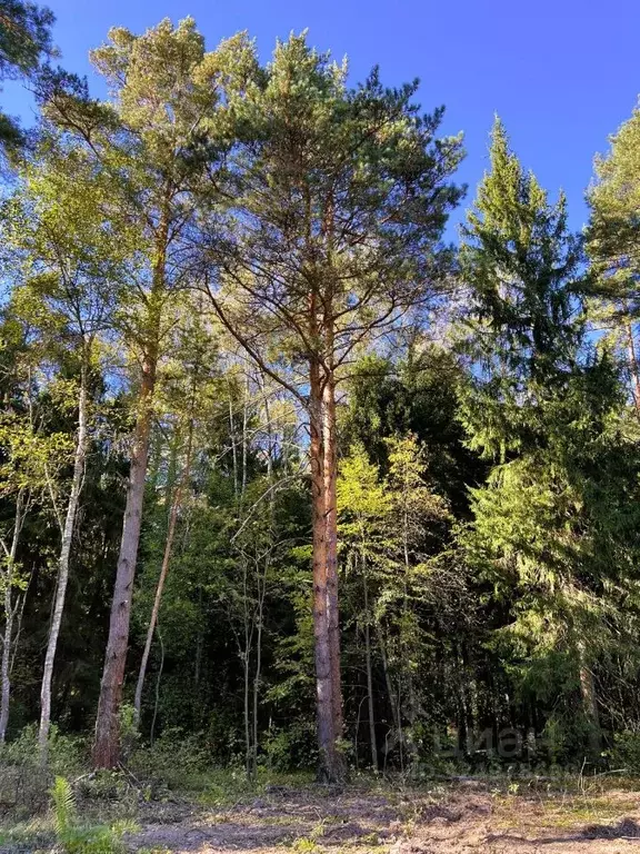 Участок в Московская область, Ступино городской округ, Сосны Вилладж ... - Фото 1