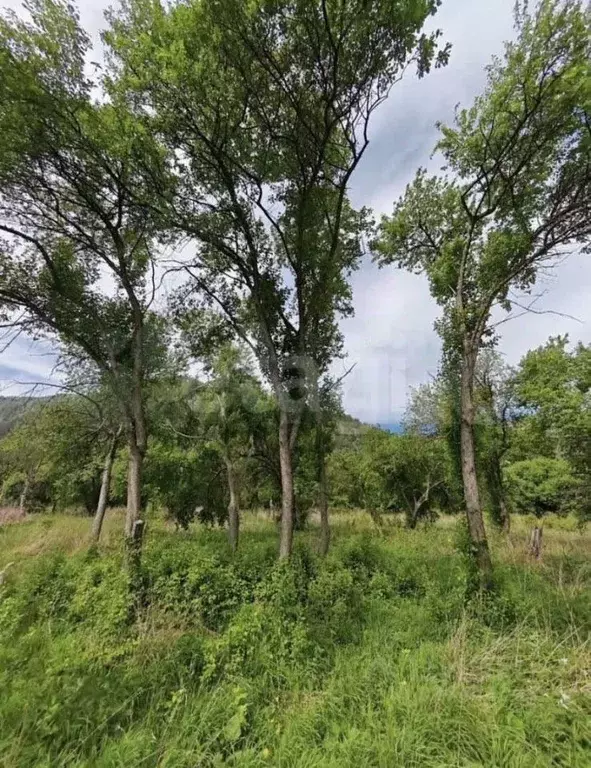 Участок в Алтай, Чемальский район, Радуга Жизни СНТ  (15.0 сот.) - Фото 1