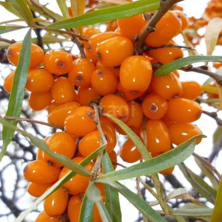 Дом в Бурятия, Заиграевский район, Дабатуйское с/пос, Облепиха СНТ ул. ... - Фото 2