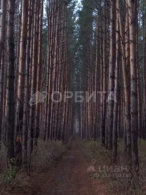 Участок в Тюменская область, Тюменский район, пос. Туринский ул. ... - Фото 1