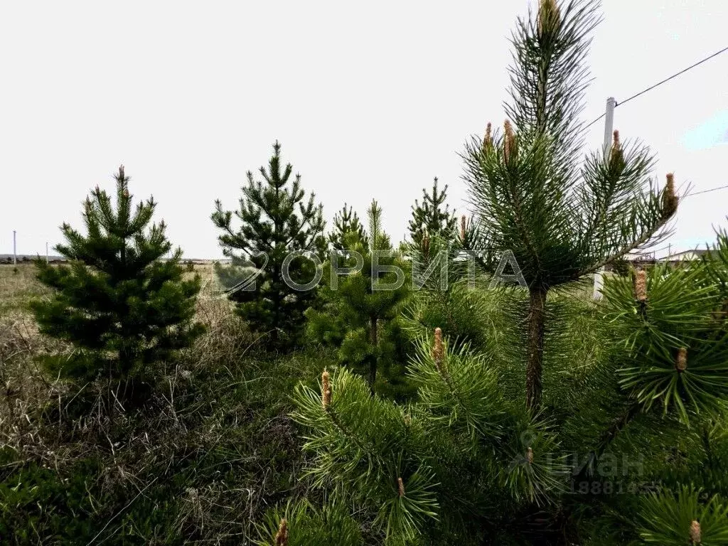 Участок в Тюменская область, Тюменский район, д. Елань  (8.0 сот.) - Фото 1