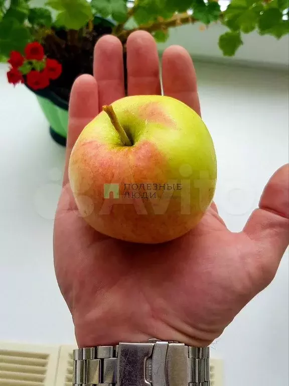 Дача 36 м на участке 7,5 сот. - Фото 1