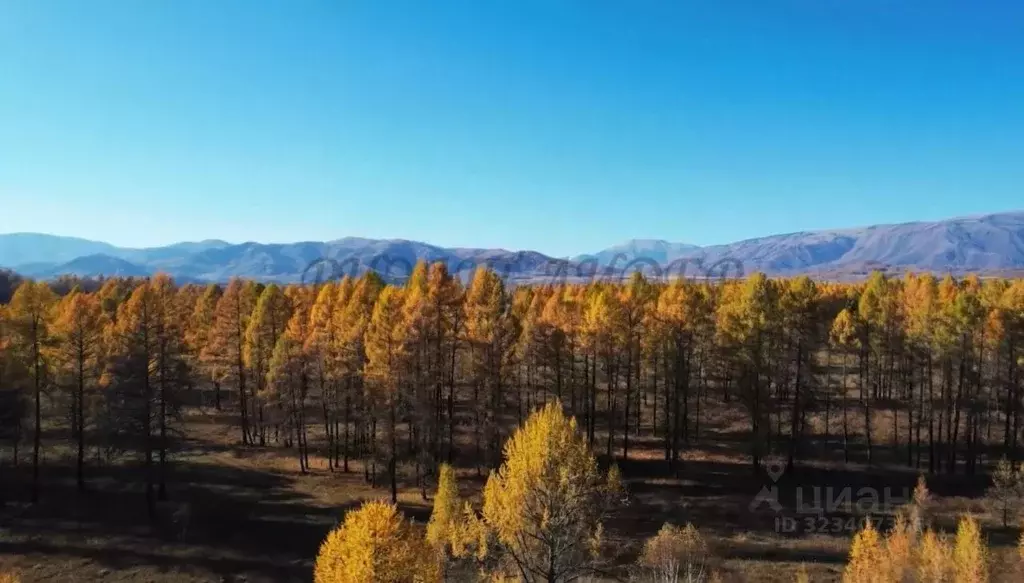 Участок в Алтай, Усть-Коксинский район, с. Усть-Кокса  (8.0 сот.) - Фото 1