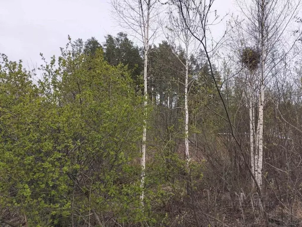 Участок в Свердловская область, Екатеринбург Приисковый - Керамик СНТ, ... - Фото 1