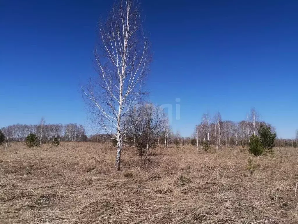 Участок в Новосибирская область, с. Новолуговое  (7.0 сот.) - Фото 1