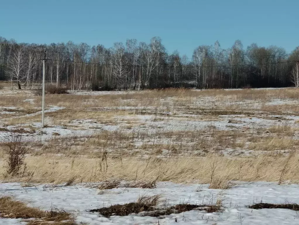 Участок в Курганская область, Шадринский муниципальный округ, с. Ключи ... - Фото 0