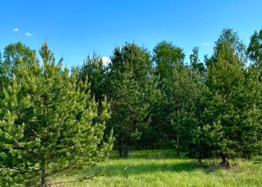 Участок в Московская область, Ступино городской округ, Кедровый парк ... - Фото 0