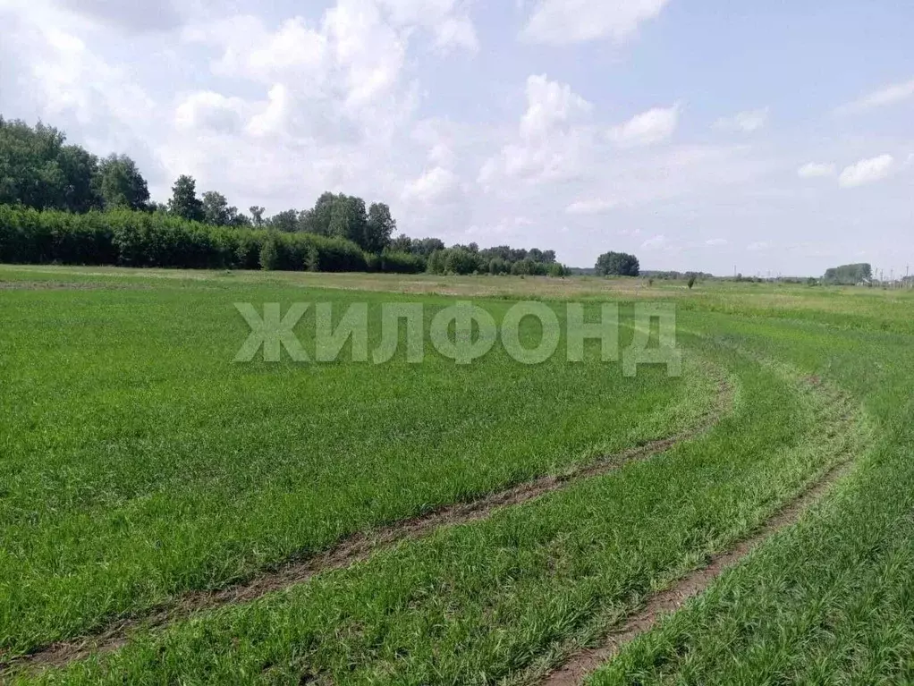 Участок в Новосибирская область, Коченево рп ул. Шоссейная (328.39 ... - Фото 0