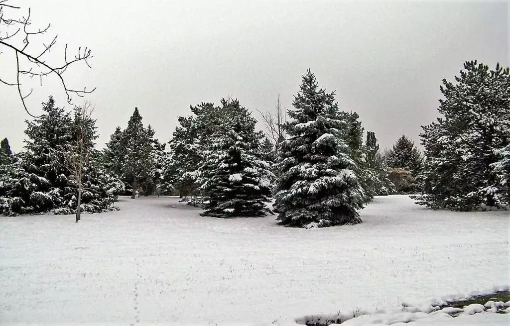 Участок в Омская область, Омский район, пос. Омский ул. Яблоневый сад ... - Фото 1
