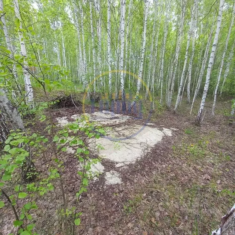 Участок в Челябинская область, Красноармейский район, д. Камышинка ул. ... - Фото 1