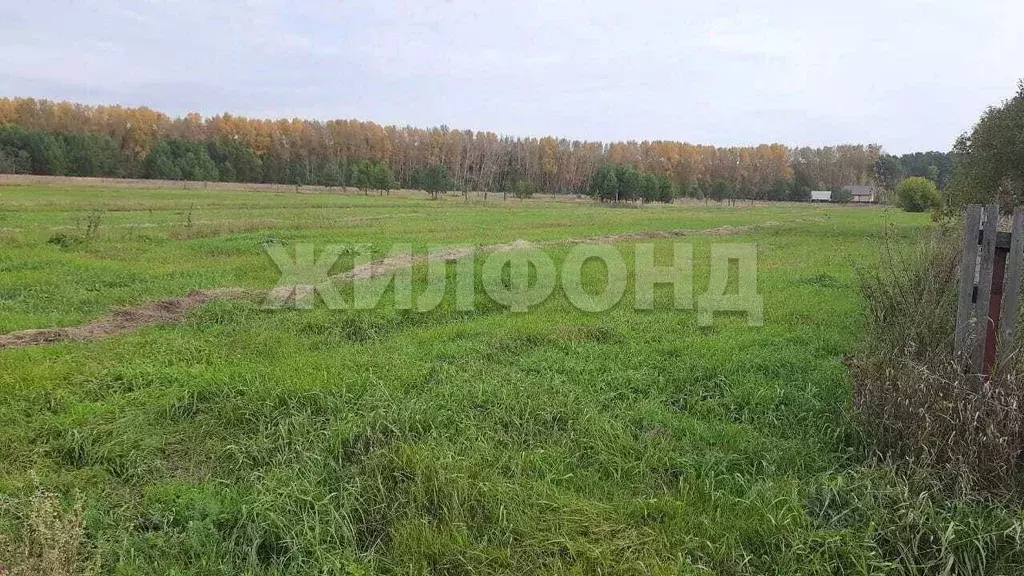 Участок в Новосибирская область, Ордынский район, с. Антоново Зеленая ... - Фото 2