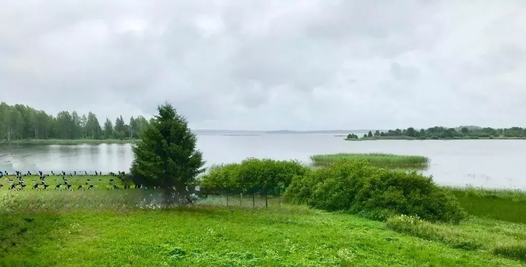 Участок в Новгородская область, Демянский муниципальный округ, д. ... - Фото 1