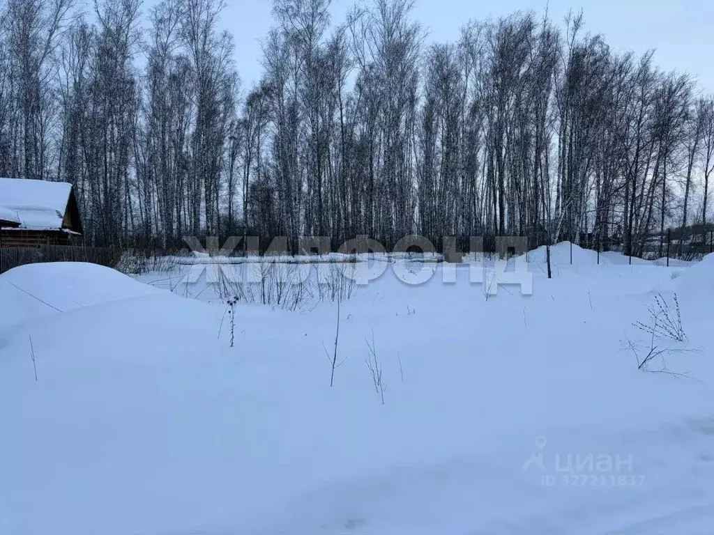 Участок в Новосибирская область, Коченевский район, Поселок Чистые ... - Фото 1