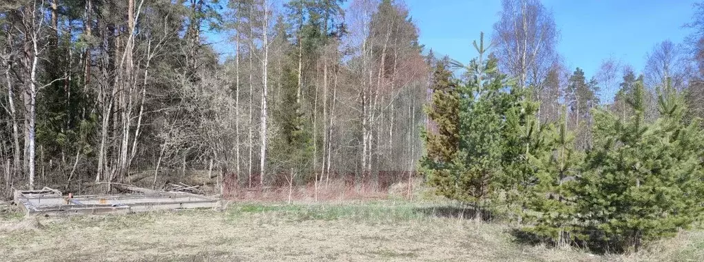 Участок в Ленинградская область, Приозерский район, Раздольевское ... - Фото 1