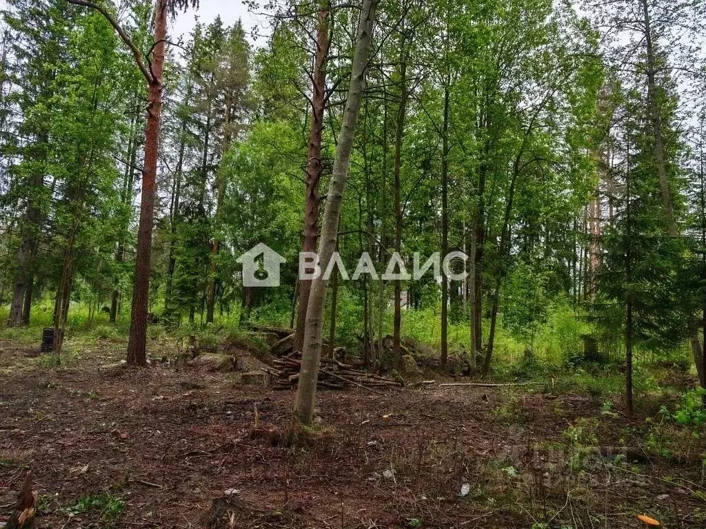 Участок в Ленинградская область, Выборгский район, Рощино пгт ул. ... - Фото 2
