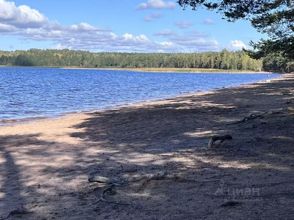 Участок в Ленинградская область, Выборгский район, Красносельское ... - Фото 2
