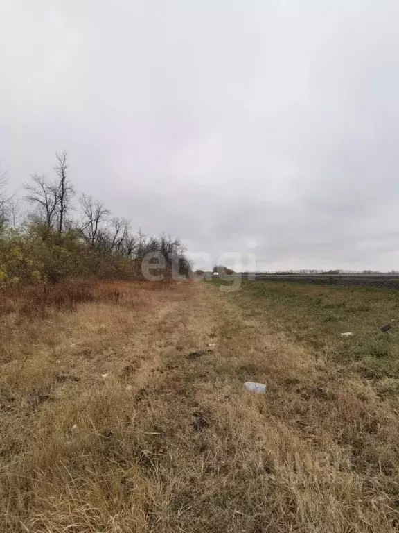 Участок в Воронежская область, Нижнедевицкий район, Верхнетуровское ... - Фото 1