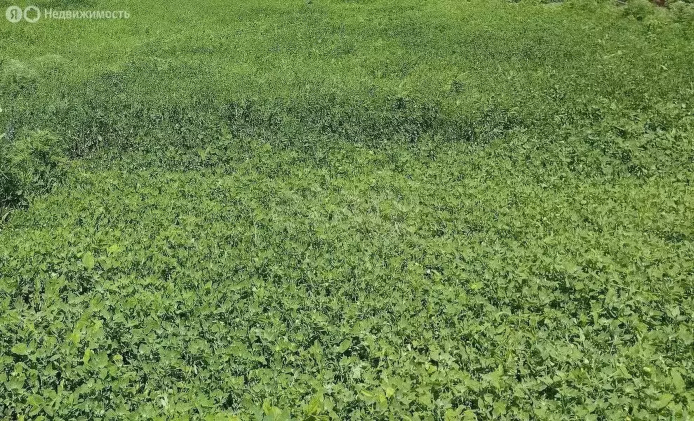 Участок в село Уйское, улица Ленина (15 м) - Фото 2