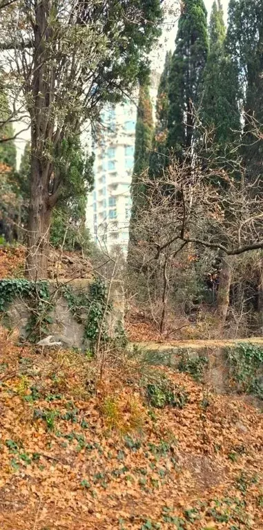 Участок в Крым, Ялта муниципальный округ, Кореиз пгт ш. ... - Фото 0