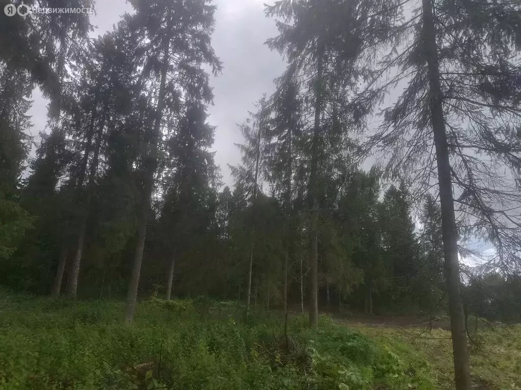 Участок в Ленинградская область, Гатчинский муниципальный округ, ... - Фото 1