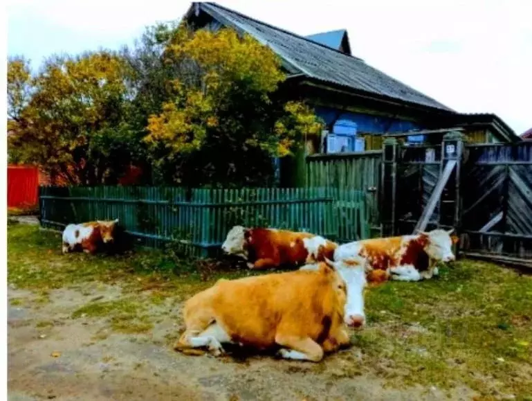 Дом в Бурятия, Прибайкальский район, с. Горячинск Октябрьская ул., 59 ... - Фото 0