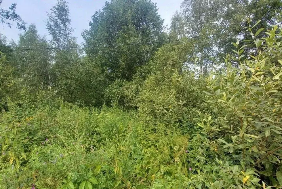 Участок в Московская область, Дмитровский муниципальный округ, д. ... - Фото 1