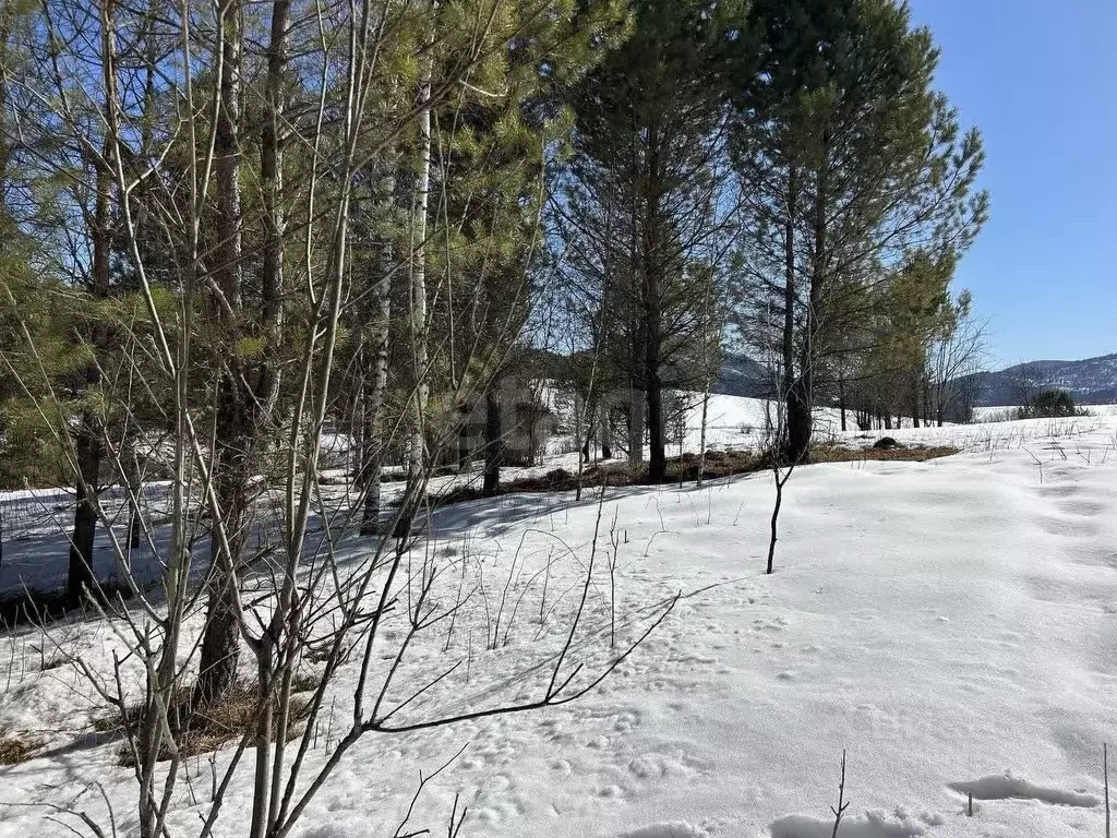 Участок в Алтай, Майминский район, с. Кызыл-Озек ул. Северная (20500.0 ... - Фото 1