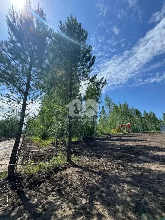 Участок в Новосибирская область, Мошковский район, пос. Октябрьский, ... - Фото 1