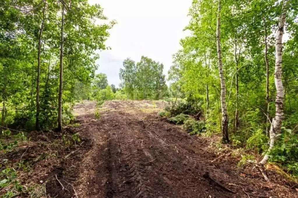 Участок в Тюменская область, Тюменский район, д. Зырянка  (12.0 сот.) - Фото 1