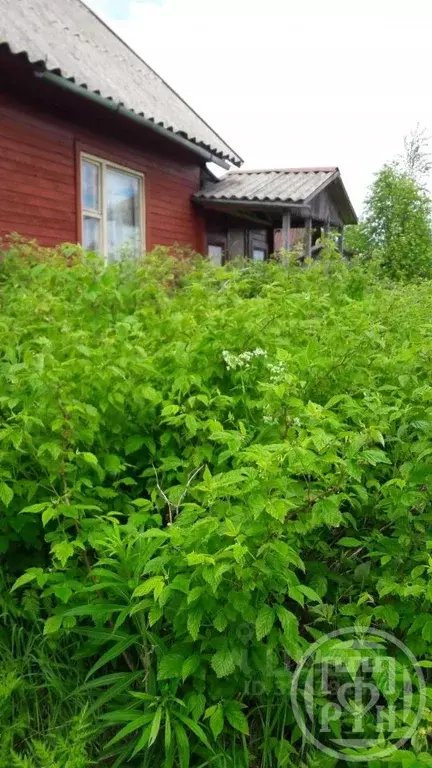 Участок в Ленинградская область, Волховский район, Потанинское с/пос, ... - Фото 2