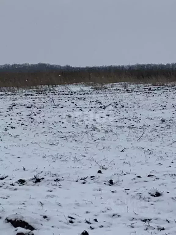 Участок в Белгородская область, Белгородский район, Головинское с/пос, ... - Фото 2