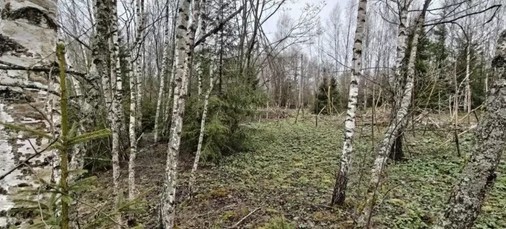 Участок в Московская область, Рузский муниципальный округ, с. Аннино  ... - Фото 2
