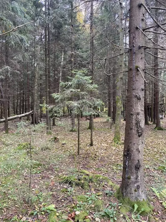 Участок в Тверская область, Конаково муниципальное образование, д. ... - Фото 1