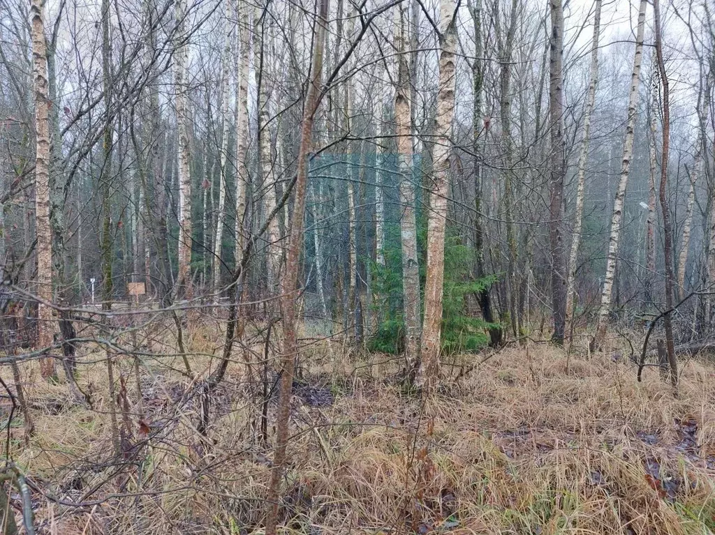 Участок в Москва Тетеринки СНТ, 3 (12.0 сот.) - Фото 2