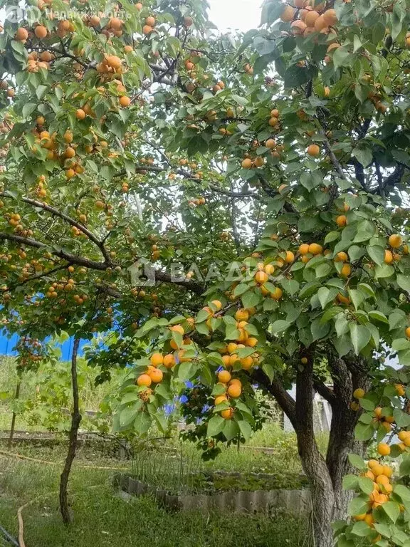 Дом в Натальинское муниципальное образование, СНТ Приморье, 22-й ... - Фото 2