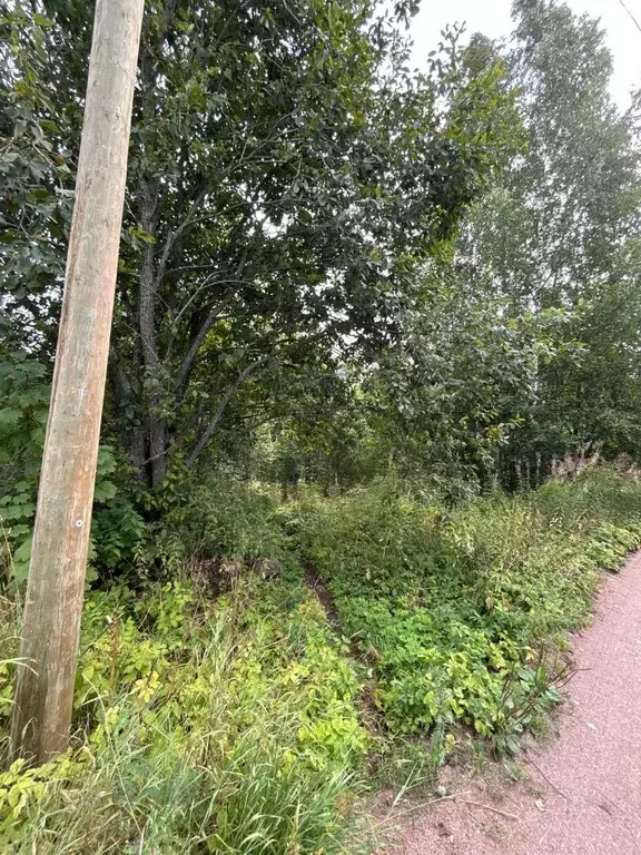 Участок в Ленинградская область, Выборгский район, Приморское ... - Фото 2