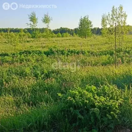 Участок в Пермский край, Ильинский муниципальный округ, село Филатово ... - Фото 1