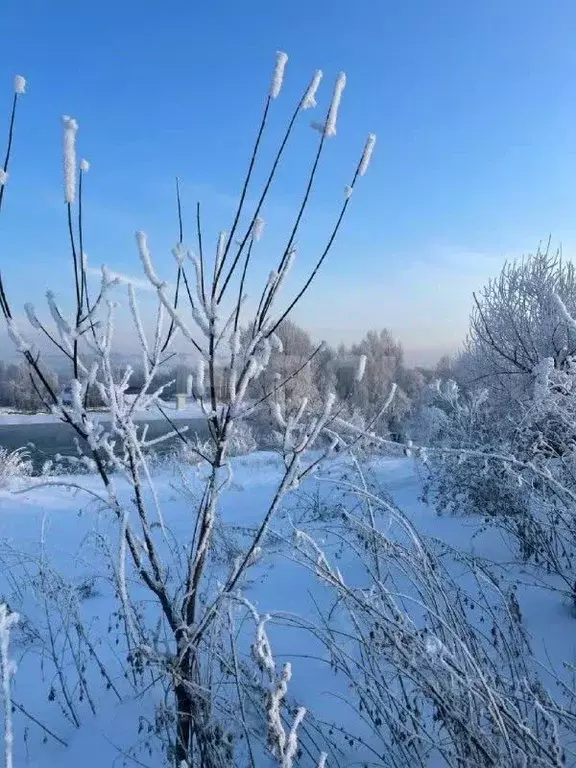 Участок в Алтайский край, Советский район, с. Платово  (10.0 сот.) - Фото 1