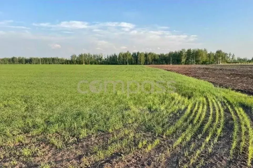 Участок в Тюменская область, Тюменский район, с. Горьковка Сибирская ... - Фото 0