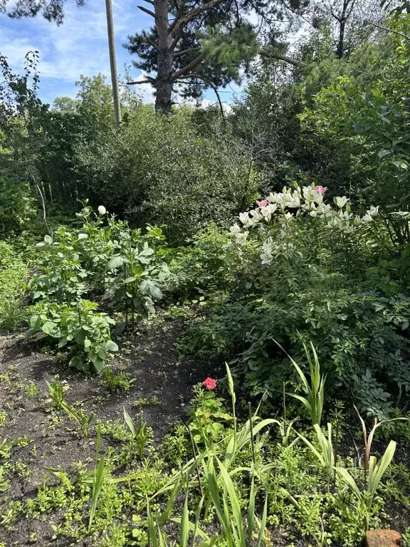 дом в свердловская область, белоярский городской округ, д. черемхова . - Фото 1