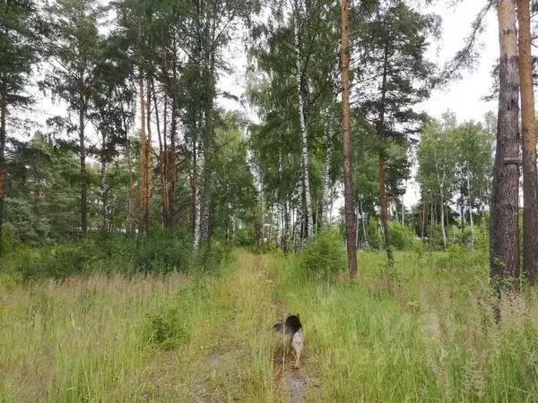 Участок в Московская область, Богородский городской округ, д. Аборино  ... - Фото 2