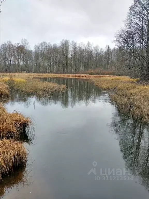 Участок в Ленинградская область, Выборгский район, Приморское ... - Фото 1