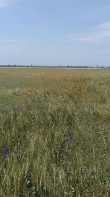Участок в Крым, Сакский район, с. Геройское ул. Рабочая (356.35 сот.) - Фото 1