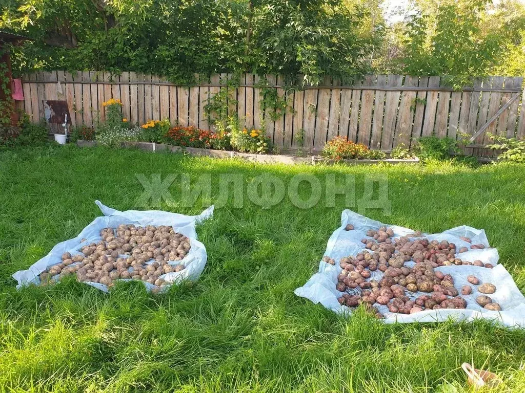 Участок в Новосибирская область, Новосибирск Комета-Березка садовое ... - Фото 1