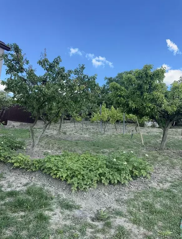 Участок в Краснодарский край, Анапа муниципальный округ, с. Супсех ул. ... - Фото 1