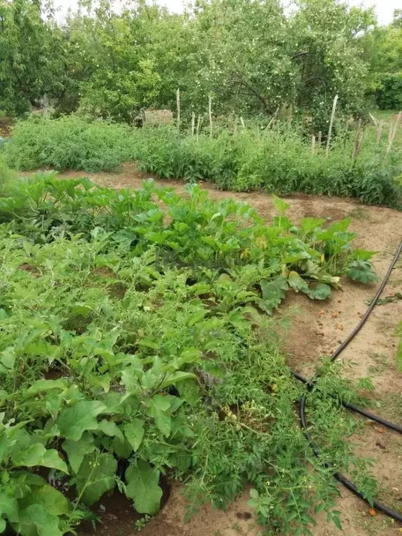 Участок в Волгоградская область, Городищенское городское поселение, ... - Фото 2