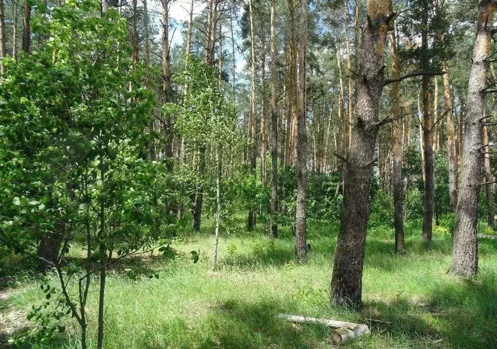 Участок в Московская область, Люберцы городской округ, Октябрьский пгт ... - Фото 1