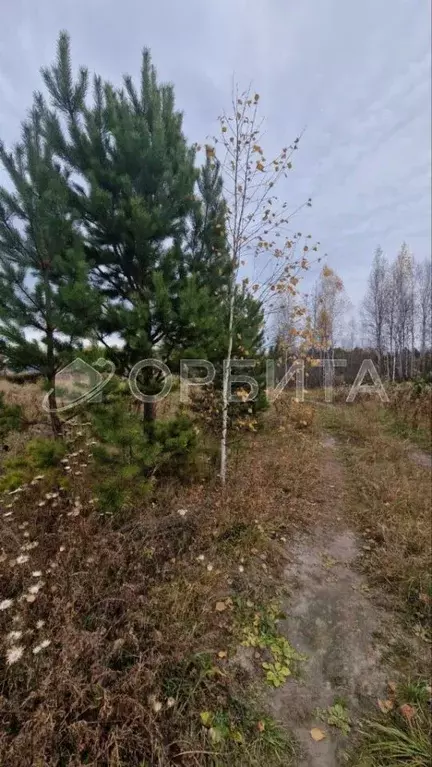 Участок в Тюменская область, Тюменский район, д. Головина  (11.0 сот.) - Фото 1