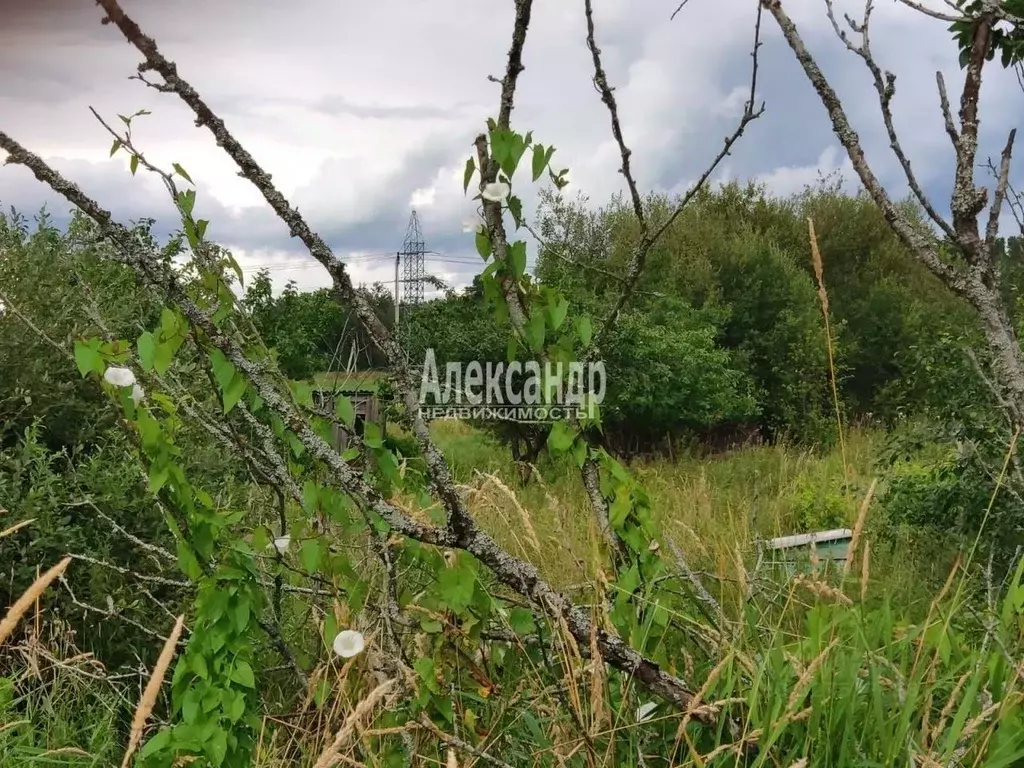 Участок в Ленинградская область, Приозерский район, Плодовское с/пос, ... - Фото 2