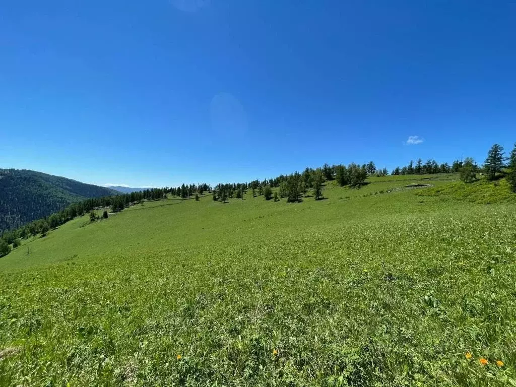 Участок в Алтай, Чемальский район, Элекмонарское с/пос  (45.29 сот.) - Фото 2